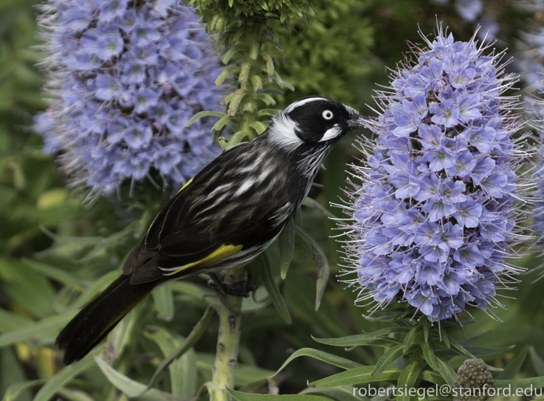 New Holland honeyeater